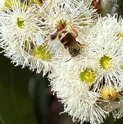 Lasioglossum (Chilalictus) bicingulatum (Halictid Bee) at Giralang, ACT - 11 Feb 2024 by mcosgrove