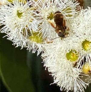 Lasioglossum (Chilalictus) bicingulatum at Giralang, ACT - suppressed