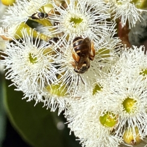 Lasioglossum (Chilalictus) bicingulatum at Giralang, ACT - 11 Feb 2024