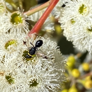 Hylaeus (Prosopisteron) primulipictus at Giralang, ACT - suppressed