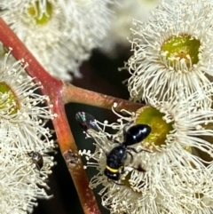 Hylaeus (Prosopisteron) primulipictus at Giralang, ACT - suppressed