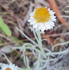 Leucochrysum albicans subsp. tricolor (Hoary Sunray) at Yarralumla, ACT - 26 Feb 2024 by WalkYonder