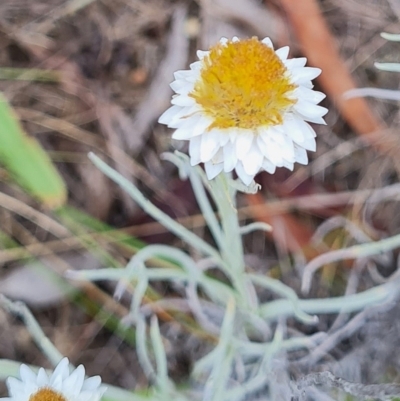 Leucochrysum albicans subsp. tricolor (Hoary Sunray) at Yarralumla, ACT - 26 Feb 2024 by WalkYonder