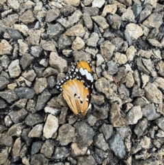 Danaus petilia (Lesser wanderer) at Murrumbateman, NSW - 27 Feb 2024 by SimoneC