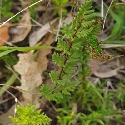 Cheilanthes sieberi subsp. sieberi (Narrow Rock Fern) at Yarralumla, ACT - 26 Feb 2024 by WalkYonder