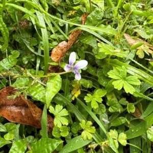 Viola banksii at Brogers Creek, NSW - 27 Feb 2024 11:49 AM