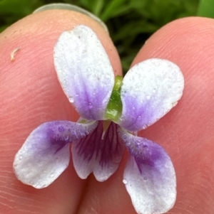 Viola banksii at Brogers Creek, NSW - 27 Feb 2024 11:49 AM