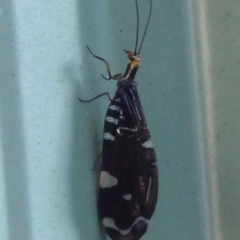 Porismus strigatus (Pied Lacewing) at Wingecarribee Local Government Area - 25 Feb 2024 by Curiosity