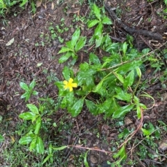 Hibbertia scandens (Climbing Guinea Flower) at Brogers Creek, NSW - 27 Feb 2024 by lbradley