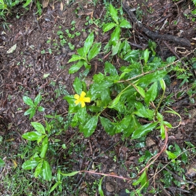 Hibbertia scandens (Climbing Guinea Flower) at Brogers Creek, NSW - 27 Feb 2024 by lbradleyKV