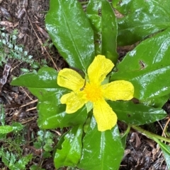 Hibbertia scandens at Brogers Creek, NSW - 27 Feb 2024 12:05 PM