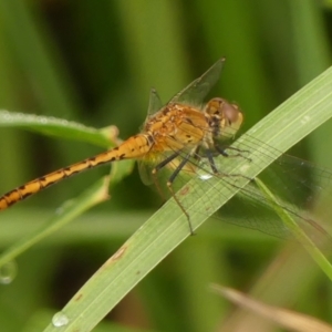 Diplacodes bipunctata at Braemar - 26 Feb 2024 09:50 AM