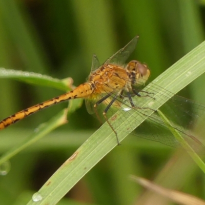 Unidentified Dragonfly (Anisoptera) at Braemar, NSW - 25 Feb 2024 by Curiosity