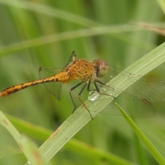 Diplacodes bipunctata at Braemar - 26 Feb 2024 09:50 AM