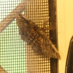 Geometridae (family) ADULT at Wingecarribee Local Government Area - 26 Feb 2024 by Curiosity