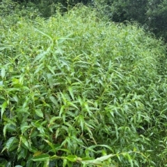 Persicaria hydropiper at Brogers Creek, NSW - 27 Feb 2024