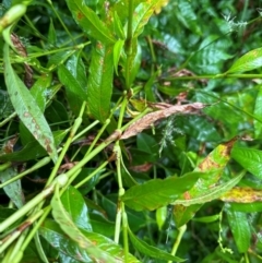 Persicaria hydropiper at Brogers Creek, NSW - 27 Feb 2024