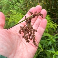 Juncus (genus) (A Rush) at Brogers Creek, NSW - 27 Feb 2024 by lbradley