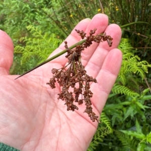 Juncus sp. at Brogers Creek, NSW - 27 Feb 2024 12:18 PM