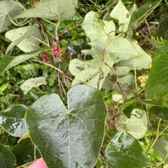 Stephania japonica (Stephania, Tape Vine, Snake Vine) at Brogers Creek, NSW - 27 Feb 2024 by lbradley