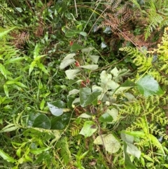 Stephania japonica at Brogers Creek, NSW - 27 Feb 2024 12:20 PM