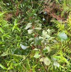 Stephania japonica at Brogers Creek, NSW - 27 Feb 2024
