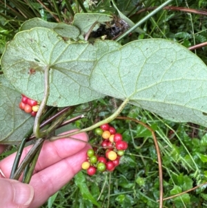 Stephania japonica at Brogers Creek, NSW - 27 Feb 2024 12:20 PM