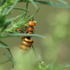 Thynninae (subfamily) (Smooth flower wasp) at Kambah, ACT - 25 Feb 2024 by SandraH