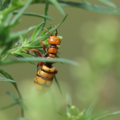 Thynninae (subfamily) (Smooth flower wasp) at Bullen Range - 26 Feb 2024 by SandraH