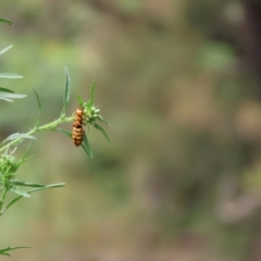 Thynninae (subfamily) at Bullen Range - 26 Feb 2024