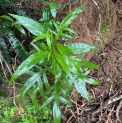 Solanum aviculare (Kangaroo Apple) at Brogers Creek, NSW - 27 Feb 2024 by lbradley