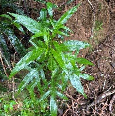 Solanum aviculare (Kangaroo Apple) at Brogers Creek, NSW - 27 Feb 2024 by lbradley