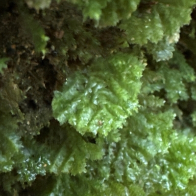 Unidentified Moss, Liverwort or Hornwort at Brogers Creek, NSW - 27 Feb 2024 by lbradleyKV