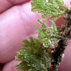 Unverified at suppressed - suppressed