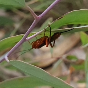 Lissopimpla excelsa at Stirling Park - 27 Feb 2024 09:30 AM