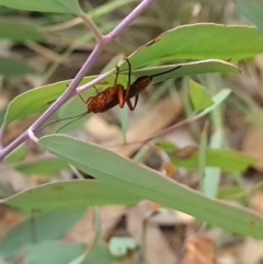 Lissopimpla excelsa at Stirling Park - 27 Feb 2024 09:30 AM