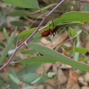 Lissopimpla excelsa at Stirling Park - 27 Feb 2024