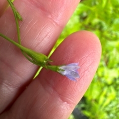 Wahlenbergia gracilis (Australian Bluebell) at Brogers Creek, NSW - 27 Feb 2024 by lbradleyKV