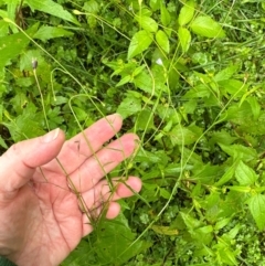 Wahlenbergia gracilis at Brogers Creek, NSW - 27 Feb 2024 12:55 PM