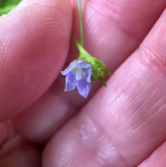Wahlenbergia gracilis at Brogers Creek, NSW - 27 Feb 2024 12:55 PM