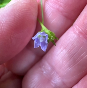 Wahlenbergia gracilis at Brogers Creek, NSW - 27 Feb 2024