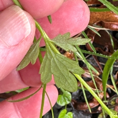 Ranunculus plebeius (Forest Buttercup) at Brogers Creek, NSW - 27 Feb 2024 by lbradley