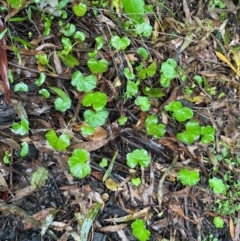 Hydrocotyle hirta (Hairy Pennywort) at Brogers Creek, NSW - 27 Feb 2024 by lbradley