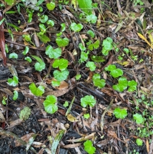 Hydrocotyle hirta at Brogers Creek, NSW - 27 Feb 2024 01:01 PM