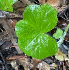 Hydrocotyle hirta at Brogers Creek, NSW - 27 Feb 2024