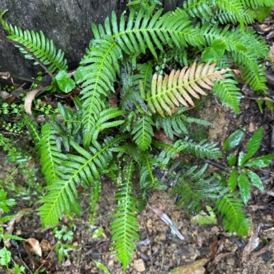 Blechnum neohollandicum (Prickly Rasp Fern) at Brogers Creek, NSW - 27 Feb 2024 by lbradleyKV