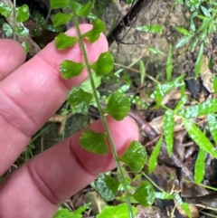 Asplenium flabellifolium (Necklace Fern) at Brogers Creek, NSW - 27 Feb 2024 by lbradleyKV