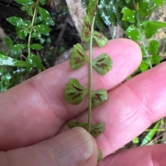 Asplenium flabellifolium at Brogers Creek, NSW - 27 Feb 2024 01:05 PM