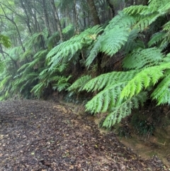 Cyathea australis subsp. australis (Rough Tree Fern) at Brogers Creek, NSW - 27 Feb 2024 by lbradley