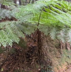 Cyathea australis subsp. australis at Brogers Creek, NSW - 27 Feb 2024